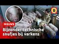 Deze varkens krijgen een royale vijf-sterrenbehandeling ⭐ | Omroep Brabant