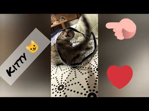 KITTY 😺 IN A BAG 😂