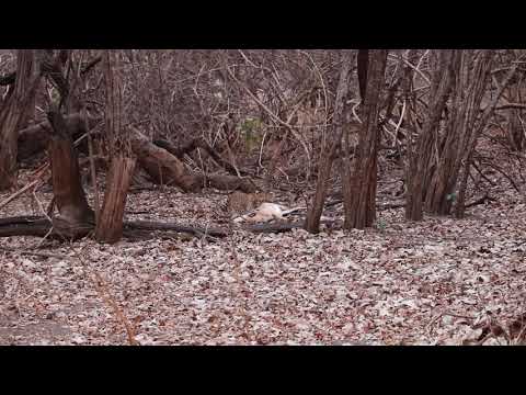Leopard with Impala Kill, South Luangwa NP, Nsefu Sector