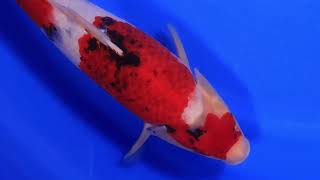 video van Koromo Showa SH-V24-05232