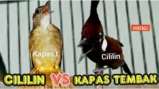 Download lagu CILILIN VS KAPAS TEMBAK || guru vokal paling handal mp3