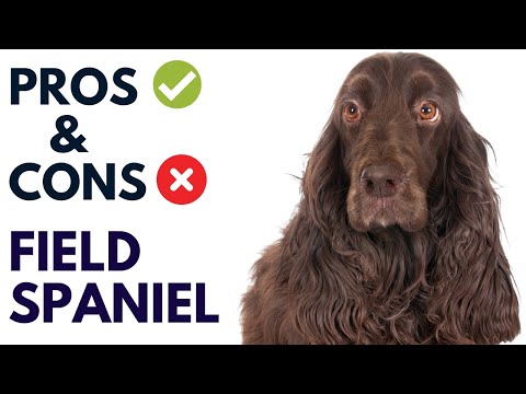 Field Spaniel Dog Pros and Cons | Field Spaniel Advantages and Disadvantages