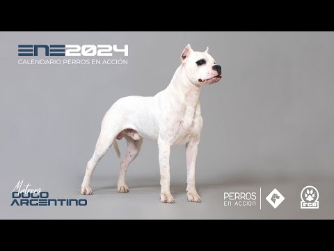 "Perros en acción" Calendario 2024 - Orígenes