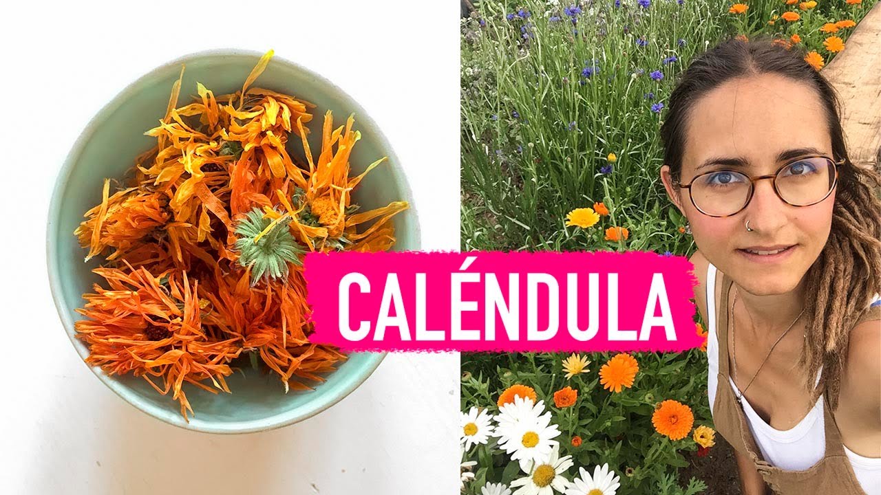 Para qué sirve la CALÉNDULA 🌼 Propiedades y beneficios