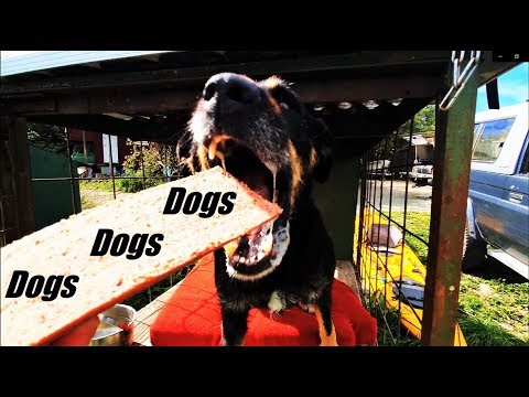 download lagu mp3 mp4 Possyum Dog Food, download lagu Possyum Dog Food gratis, unduh video klip Possyum Dog Food