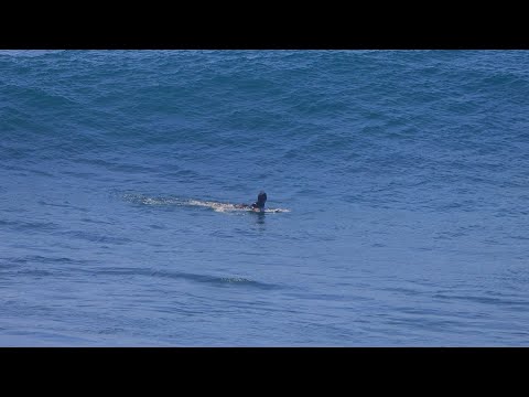 Rippable Or Plain Rippers? - Uluwatu, 10 November 2020