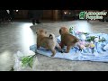 Pug dogs for sale: Geneva - Video 1
