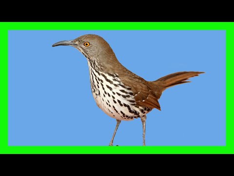 Drozdec dlhozobý (Toxostoma longirostre) — spev a hlas v prírode