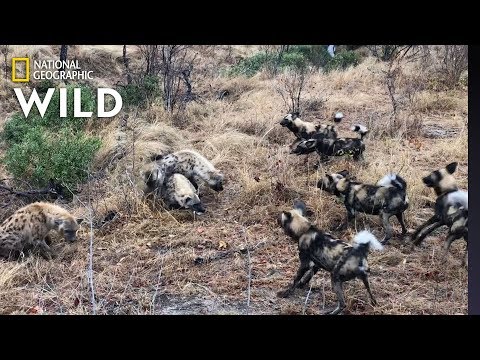 Hyena Clan Fights Off Wild Dogs and Steals Kill | Nat Geo Wild