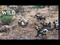 Hyena Clan Fights Off Wild Dogs And Steals Kill Nat Geo Wild
