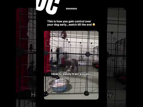 Dog owner shows us how to train a puppy early 🐶 #dogvideos #dogvideos #dogtraining #dogtrainer