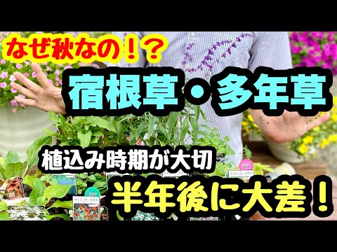 テキサスセージ、アスター、ツツジ…春の花畑のために10月に植える最も美しい多年草8選  庭園