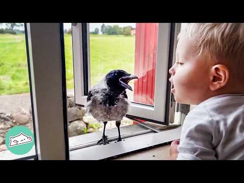Wild Crow Knocks On Window To Play With His Baby Friend Every Day | Cuddle Buddies
