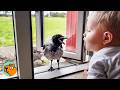 Wild Crow Knocks On Window To Play With His Baby Friend Every Day | Cuddle Buddies
