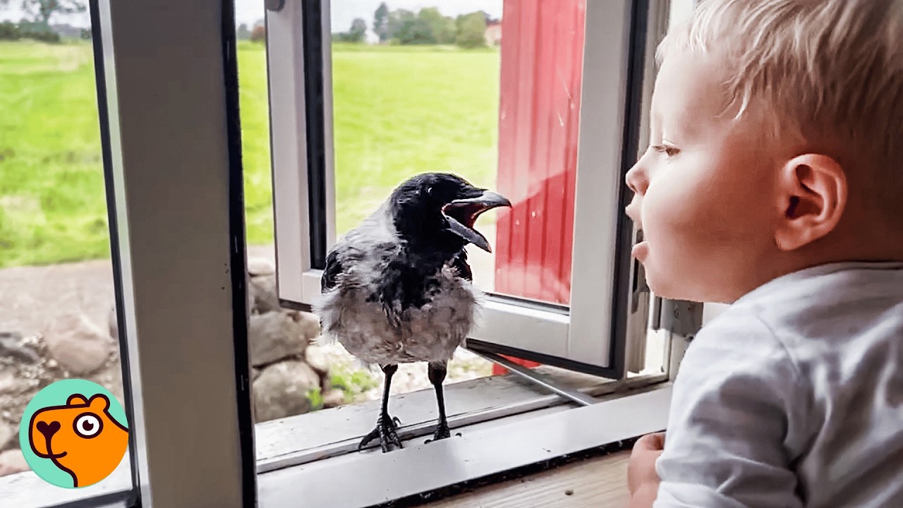 Wild Crow Knocks On Window To Play With His Baby Friend Every Day | Cuddle Buddies