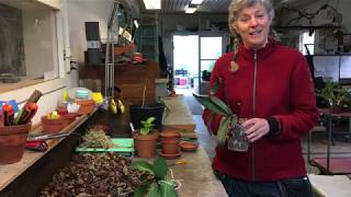 Plantera om orkidéer