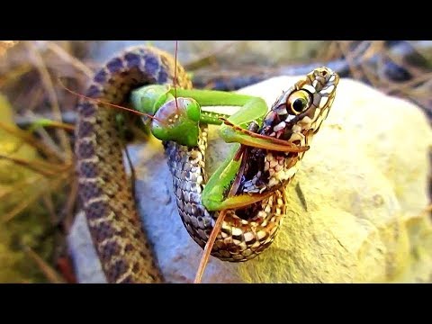 This Is Why Snakes Are Afraid of Mantises