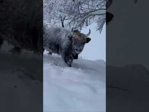 Zimske radosti #bull