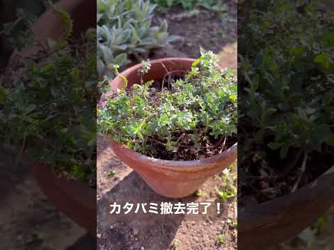 園芸 ヘリオトロープ