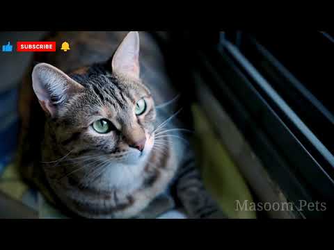 Beautiful Cat Looks So Innocent || Masoom Pets || Ep 01 Cats