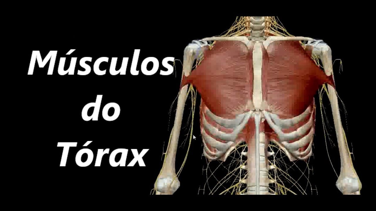 Anatomia dos Músculos do Tórax em 3D