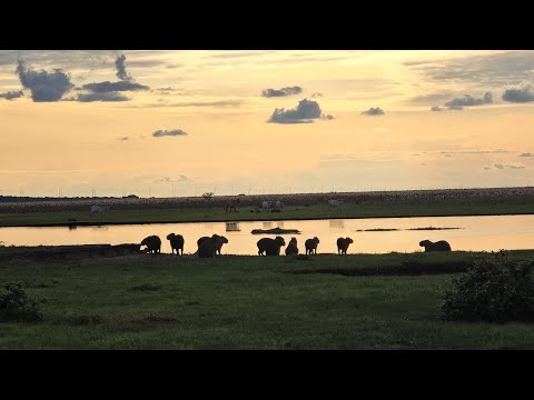 Recordando mis vivencias vilmar vigoth el criollo corozaleño 🤠🎶