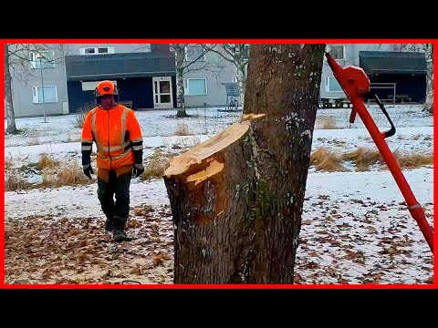 Split Maple Tree Removed in Two Cuts | Real-Time Plan Change in Tight Space