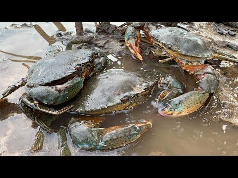 GIANT MUD CRAB Catching | Catching Alimango in the Mangroves | Find Giant Mud Crab In Secret Hole