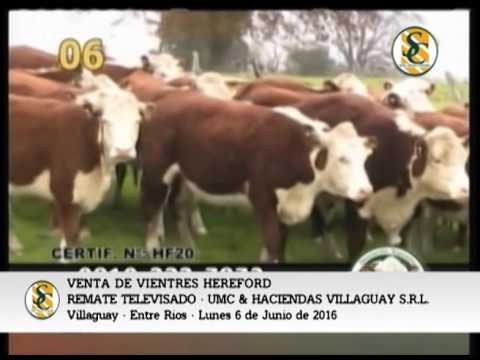 06-06-16 - VENTA DE VIENTRES P.HEREFORD - REMATE TELEVISADO UMC & HACIENDAS VILLAGUAY