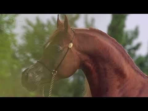 🎨 PICASSO DI MAR 🎨⁣ (CAVALLI x SG WENDETTA), 2016 Stallion