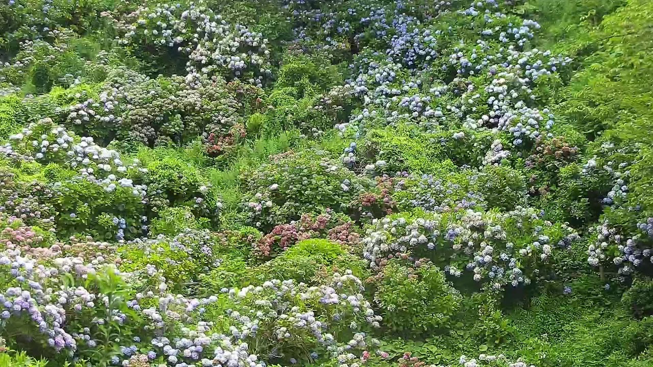 下田公園 あじさい祭（6月1日～6月30日）