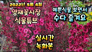 2022년 5월 4일 수요일   예쁜식물들  보면서  수다즐겨봐요 #양재꽃시장 #식물튜브