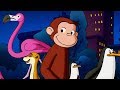 Curious George Zoo Night Full Episode HD Cartoons For Children