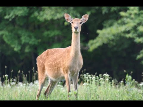 清泉寮の四季　季節の輝き