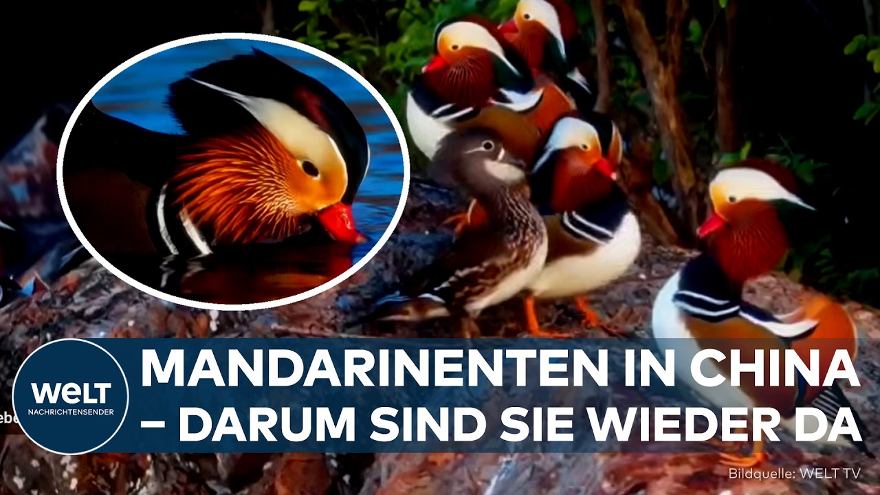 CHINA: Über 100 Mandarinenten am Taihu-See – was hinter dem besonderen Naturschauspiel steckt