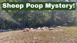 Hair Sheep Update, also Pasture & Poop!!