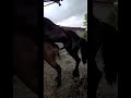 Horse Sex Meatinge Amazing Cow Bullfarm Viral Bull Cattleworld Animals Farming Farm