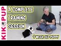 Complete training session with 9 week old puppy
