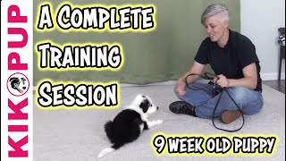 Complete training session with 9 week old puppy