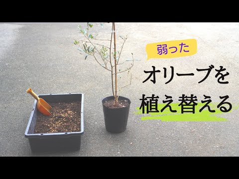 葉を失いかけている枯れたオリーブの木を救う方法をいくつかの簡単なヒントで紹介します。  庭園