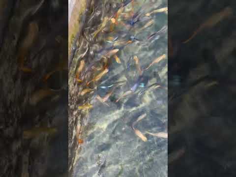 guppies are growing nicely in the cement tank.😱#fish #trending #shorts #viralvideo