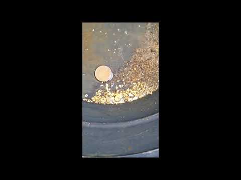 1/4 ounce of gold nuggets - Paydirt Concentrates