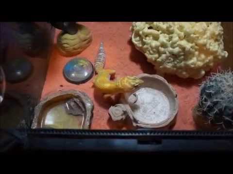 bestevezp,Gecko.Juanito cena Angulas en Noche Buena 2012