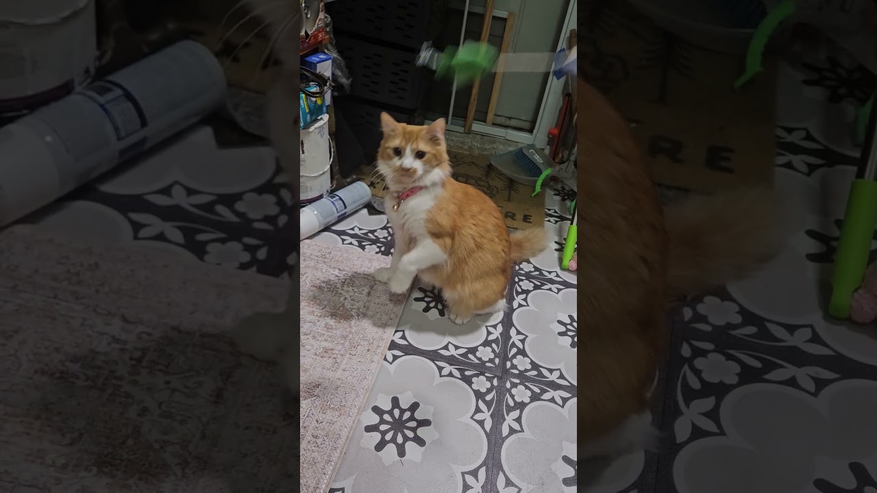 Enlarge Sandy, an adopted Domestic Medium Hair in Brooklyn, NY video 6/6