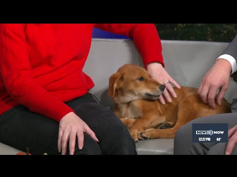 Pet of the Week: Pluto - YouTube