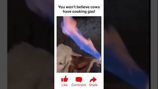 Extracting methane gas from a cow’s stomach