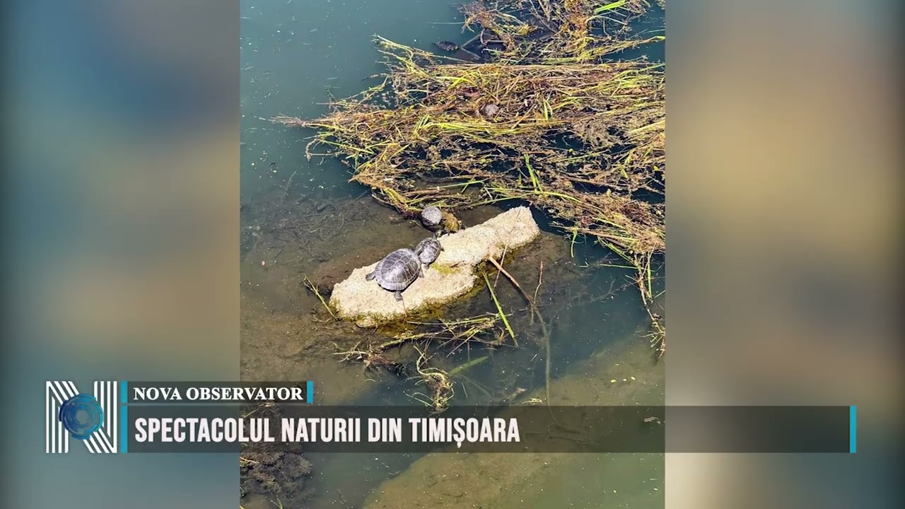 Spectacolul naturii din Timișoara