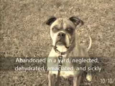 Shirley's Angels Boxer Rescue