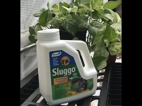 Nursery Grower Review: Sluggo