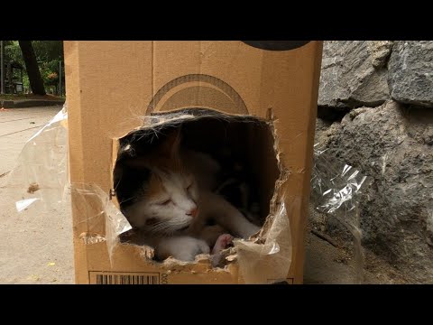 Newborn Baby Kittens and Wounded Mother Cat Abandoned by Heartless Person!
